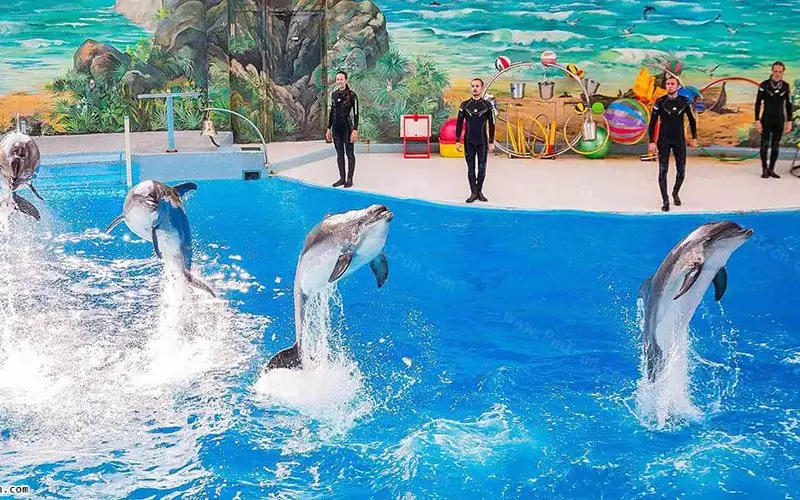جاهای دیدنی کیش: پارک دلفین 