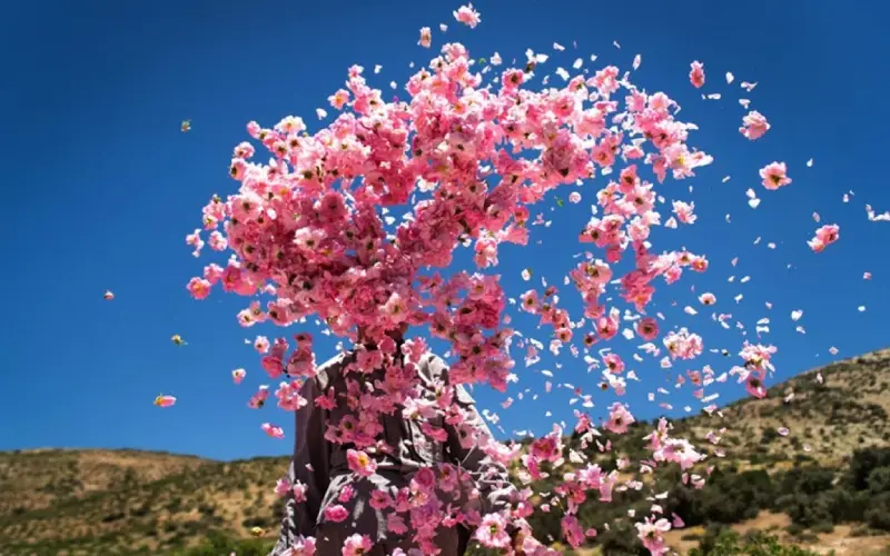 مراسم گلاب گیری در کاشان